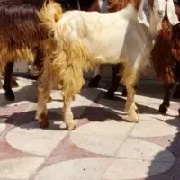 چندعددکهره نرپیام جوابگونیستم