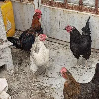 مرغ تخم گذار