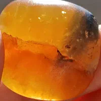 کهربا مهمان دار بالتیک