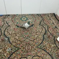 کبوتر سبز روشن نر قلدر پر شی