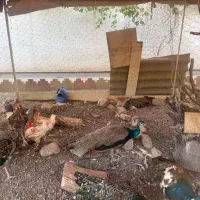 طاووس نر مصری وهندی