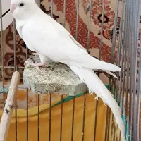 یک عدد جوجه عروس هلندی 40روزه