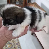 واگذاری  پاپی