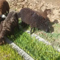 بره ماده جهت قربانی