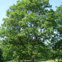 فروش باغ و باغچه فاروق