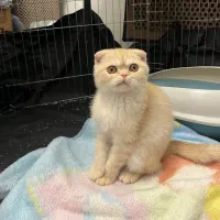 گربه اسکاتیش سه ماهه