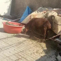 بره ماده