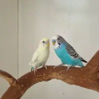 مرغ عشق فوق دستی .قناری ماده.م