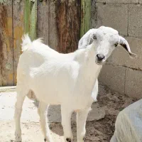 نری چاق ۱۳کیلو گوشت