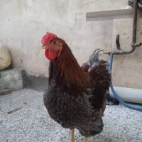 مرغ برهما