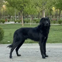 سگ سرابی نر مشکی اصیل