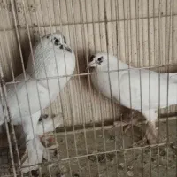 کبوتر