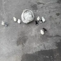 جوجه و مرغ کوشین