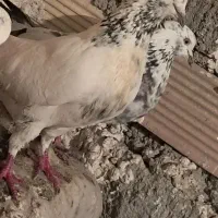 کبوتر طوقی