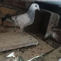 جفت جوجه نر سه پره و نر پولکی