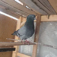 کبوتر