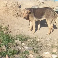 توله پژدرنر