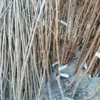 فروش نهال پیوندی و بذری ارومیه