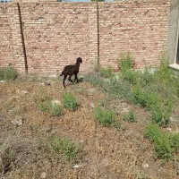 فروش یک عدد بره ماده