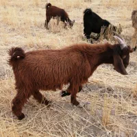 کهره|حیوانات مزرعه|نورآباد ممسنی, |دیوار