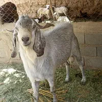 گوسفند بزرگ