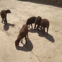 بره نر و ماده