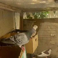 آلمانی نر قور قوری