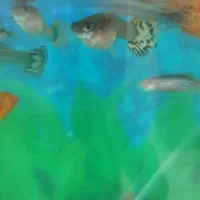 ماهی زینتی گیاه خوار