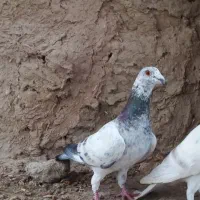 کبوتر‌‌سار‌ زاغ‌ اقون