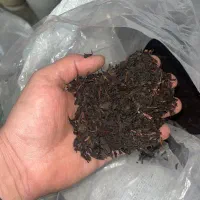 چای قلم بهاره درجه یک لاهیجان