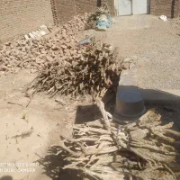 گاری فروشی وهیزم برای قربانی موجود هست