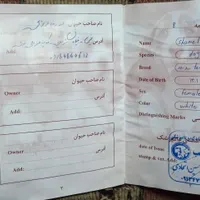 سگ شیتزو پاکوتاه|سگ|تهران, زعفرانیه|دیوار