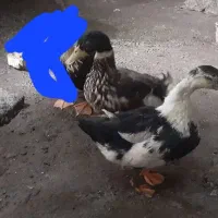 اُردک