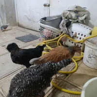 مرغ وخروس و کبوتر