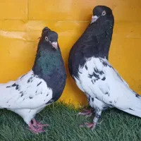 کبوتر خوب سالم به شرط تخم جوجه