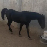 نریان کرد مشکی نوه کامران بزرگ