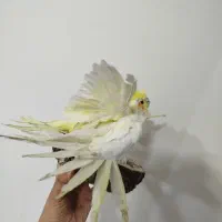 مجسمه