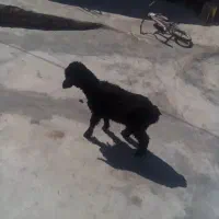 بره نر برای پروار