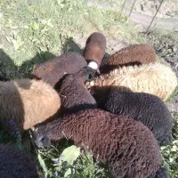 ۱۴ عدد بره