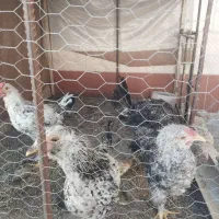 خروس