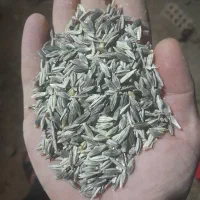 جوسیاه جو محلی