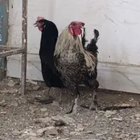 خروس و مرغ محلی درج یک