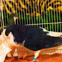 کبوتر