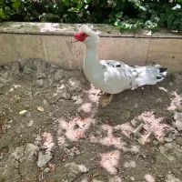 اردک اسرائیلی نر درجه یک