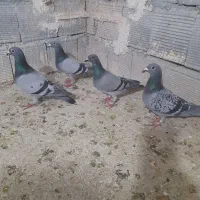 کبوتر پلاکی