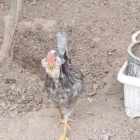 مرغ وخروس گلین طوسی درجه یک