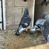 پلاکی مسافتی نسل کویت و عربستان