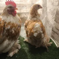 مرغ وخروس کوشین بوف متلد