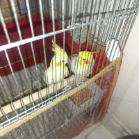 عروس هلندی