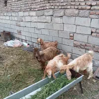 چهارعدد بزغاله  نر